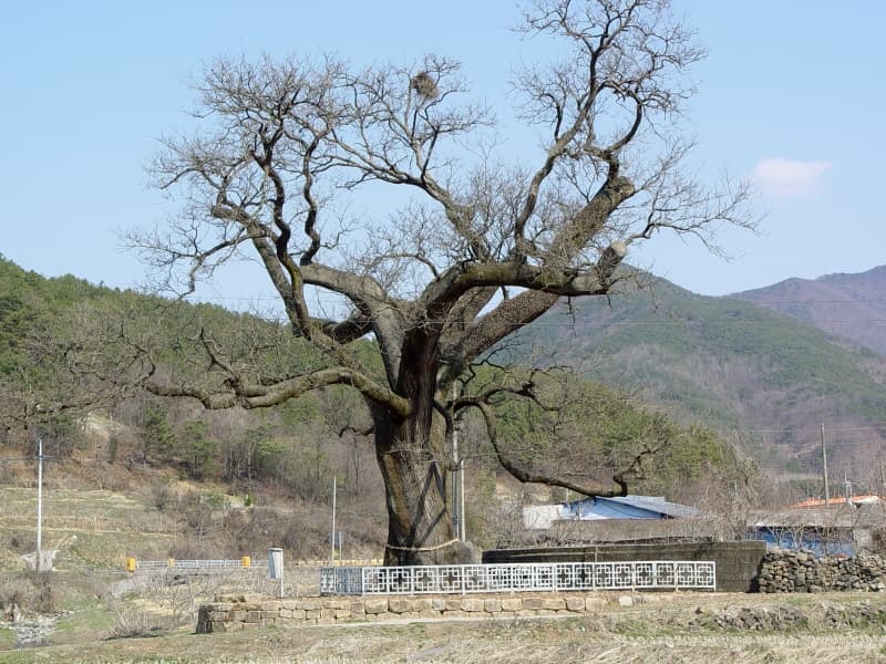 함안 영동리 회화나무 사진